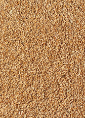 Wheat grains texture, top view. Closeup of harvest of ripe golden wheat.