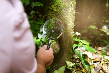 Female environmentalist using a magnifying glass examines and studies plants in the rainforest. Nature and ecology concept.
