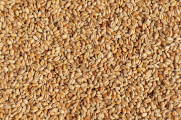 Wheat grains texture, top view. Closeup of harvest of ripe golden wheat.