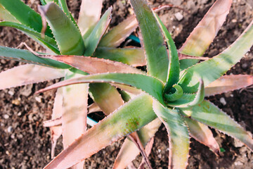 Fototapeta premium Big cactus in the pots. Cactus for decoration. Fluffy cactus with long needles.
