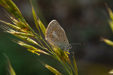 Macro shots, Beautiful nature scene. Closeup beautiful butterfly sitting on the flower in a summer garden.