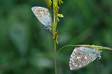 Macro shots, Beautiful nature scene. Closeup beautiful butterfly sitting on the flower in a summer garden.