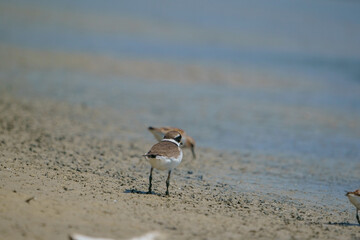 Little Ringed Plover (Charadrius dubius) feeding in the swamp