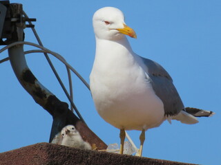 seagull on the rock