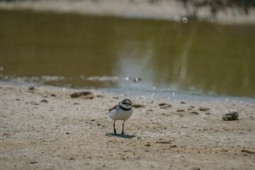 Little Ringed Plover (Charadrius dubius) feeding in the swamp