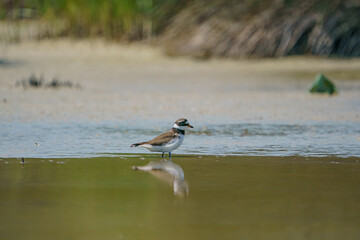 Little Ringed Plover (Charadrius dubius) feeding in the swamp