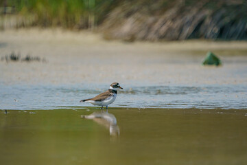 Little Ringed Plover (Charadrius dubius) feeding in the swamp