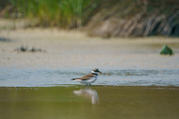 Little Ringed Plover (Charadrius dubius) feeding in the swamp