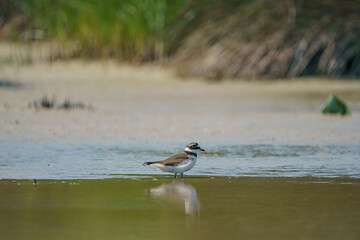 Little Ringed Plover (Charadrius dubius) feeding in the swamp