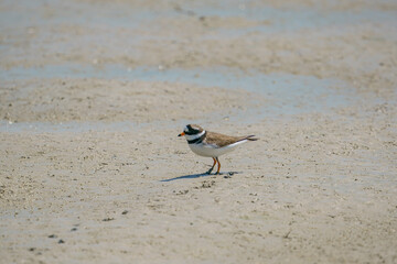 Little Ringed Plover (Charadrius dubius) feeding in the swamp