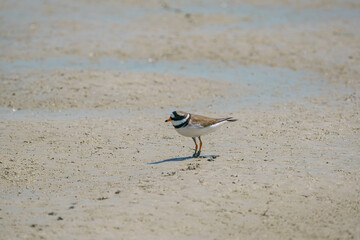 Little Ringed Plover (Charadrius dubius) feeding in the swamp