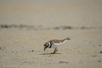 Little Ringed Plover (Charadrius dubius) feeding in the swamp