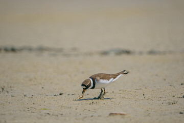 Little Ringed Plover (Charadrius dubius) feeding in the swamp