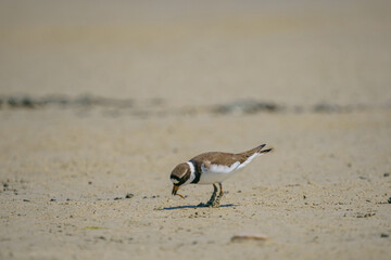 Little Ringed Plover (Charadrius dubius) feeding in the swamp