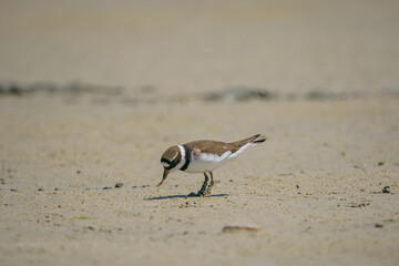 Little Ringed Plover (Charadrius dubius) feeding in the swamp