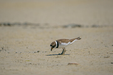 Little Ringed Plover (Charadrius dubius) feeding in the swamp