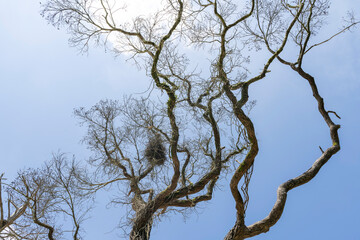 Close up of dead branches under the blue sky