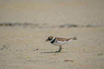 Little Ringed Plover (Charadrius dubius) feeding in the swamp