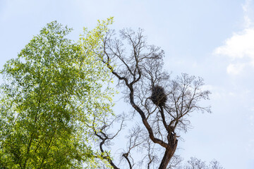 Close up of Moso bamboo and dead trees under the blue sky