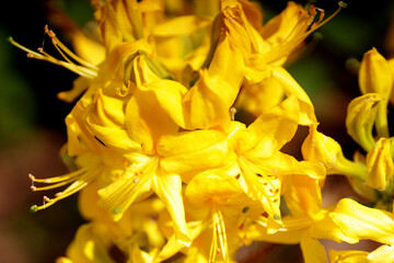 Fototapeta na wymiar Bouquet of bright yellow flowers.