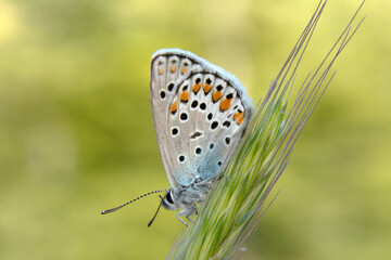Macro shots, Beautiful nature scene. Closeup beautiful butterfly sitting on the flower in a summer garden.