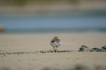 Little Ringed Plover (Charadrius dubius) feeding in the swamp