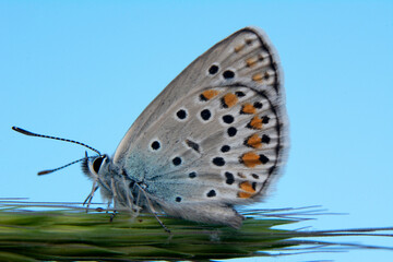 Macro shots, Beautiful nature scene. Closeup beautiful butterfly sitting on the flower in a summer garden.