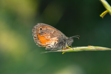 Macro shots, Beautiful nature scene. Closeup beautiful butterfly sitting on the flower in a summer garden.
