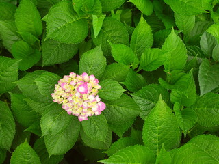咲き始めた一輪のピンクの紫陽花