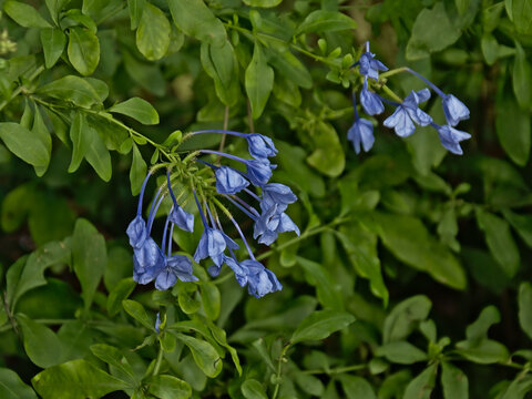 Closed blue plumbago flowers, seletive focus with bokeh green leafs background - Plumbago auriculata 