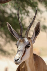 Springbok ewe, Kgalagadi, South Africa
