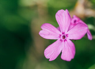 wunderschöne lila Blüte im abendlichen Licht 