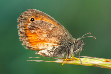Macro shots, Beautiful nature scene. Closeup beautiful butterfly sitting on the flower in a summer garden.