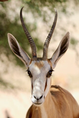 Springbok ewe, Kgalagadi, South Africa