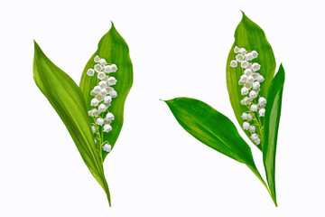Lily of the valley flower on white background.