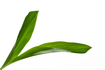 Obraz premium Floral leaves. Lily of the valley flower on white background