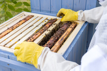 czech beekeeper inspects the honeycomb frame in the apiary. Beekeeping is one of the oldest fields...