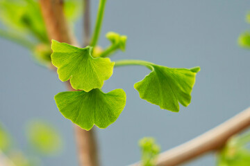 A branch of a young ginkgo biloba tree with decorative openwork leaves.
