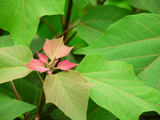 初夏の放水路土手のアカメガシワの若葉
