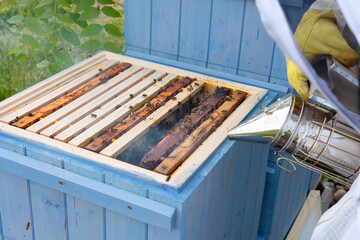 Czech beekeeper smoking bees with bee smoker on the apiary. Beekeeping is one of the oldest fields...
