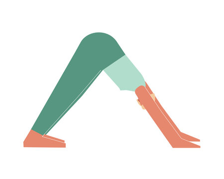 Vector isolated illustration with flat female character. Sportive woman learns posture Adho Mukha Svanasana at yoga class. Fitness exercise - Downward Facing Dog