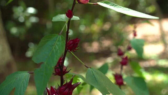 Slow Pan up Depth of Field Wind Blowing Red Roselle Hibiscus Sorrel Plant