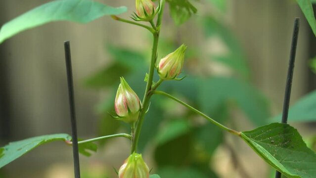 Close up - Slow Pan up of White Roselle Sorrel Hibiscus Plant Wing Blowing