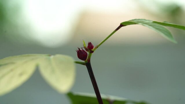 Beautiful Soft Focus Shot of Sun Shining on Leaf of Baby Roselle Red Sorrel Hibiscus Plant