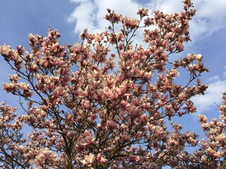 Magnolia , Drzewo Magnolii , Kwiat Magnolii , Magnolia 
