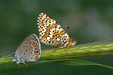 Macro shots, Beautiful nature scene. Closeup beautiful butterfly sitting on the flower in a summer garden.