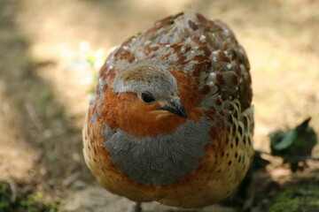 コジュケイのクローズアップ