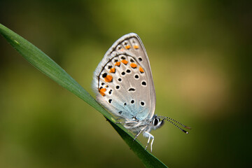 Macro shots, Beautiful nature scene. Closeup beautiful butterfly sitting on the flower in a summer garden.
