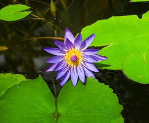 Purple lotus flower and leaves of giant water lily. Botanical Garden University of Karlsruhe,...