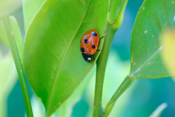 macro of red ladybird bag on the green leaf. Vivid red and green colours. Gardening, springtime, macro, selective focus, soft focus.